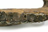 Fossil Rhino (Coelodonta) Right Mandible - Germany #295840-7